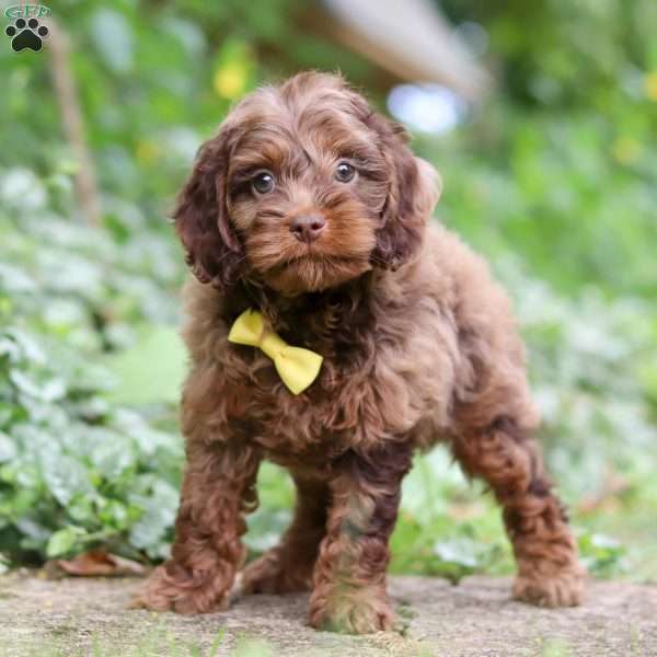 Ezra, Cockapoo Puppy